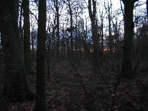 have a walk in the forest