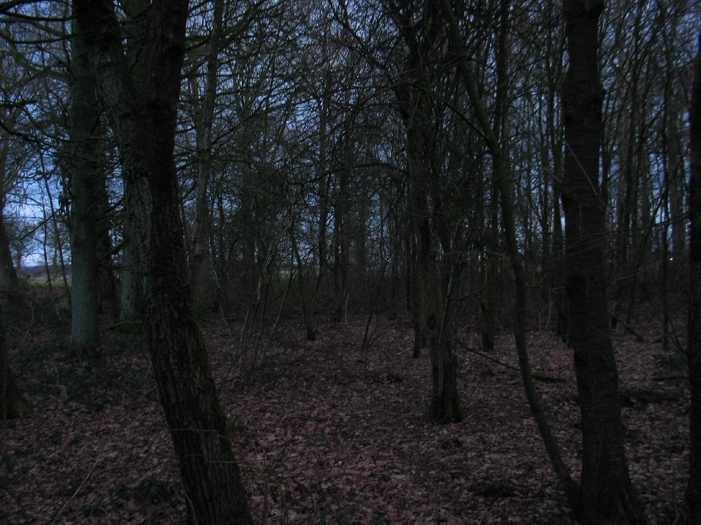 wandelen door het bos
