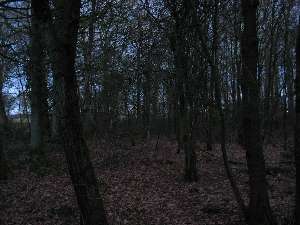 have a walk in the forest