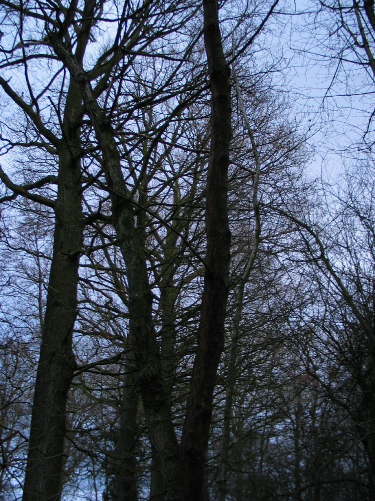 wandelen door het bos