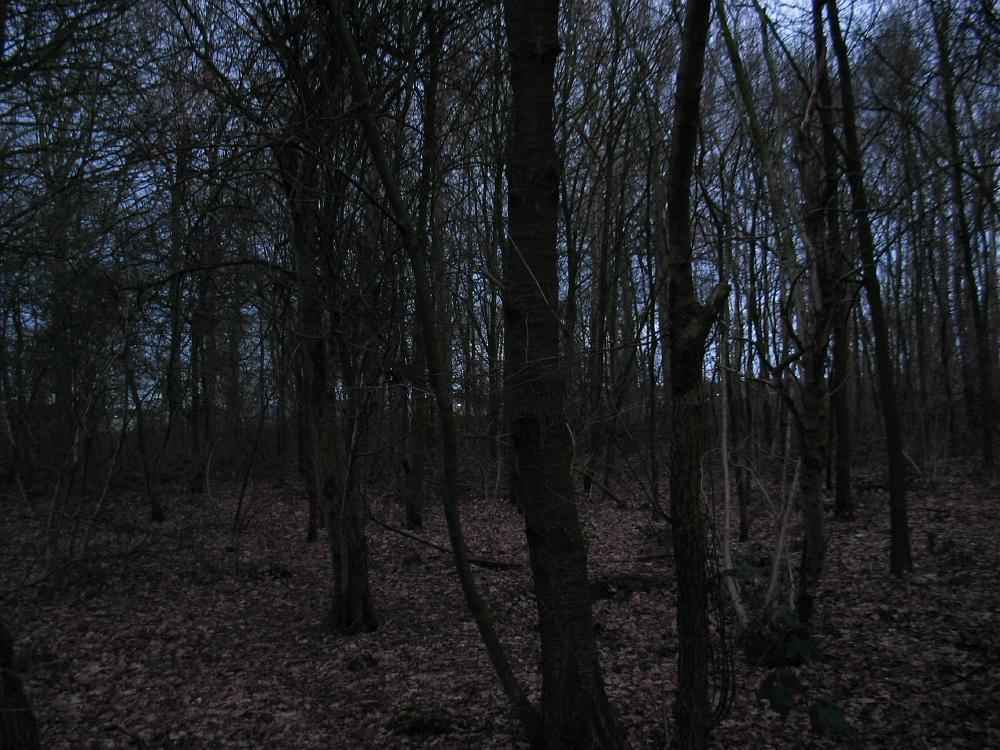 wandelen door het bos