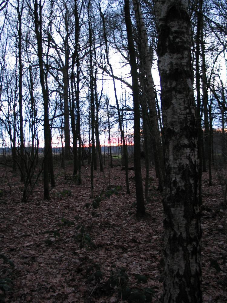 wandelen door het bos