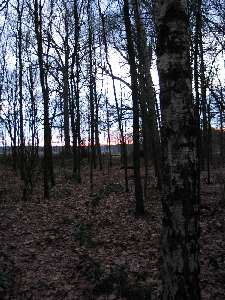 have a walk in the forest