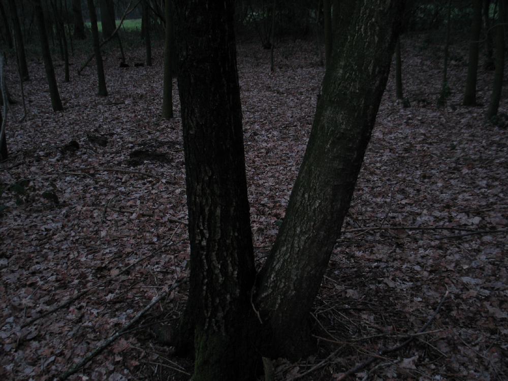 wandelen door het bos