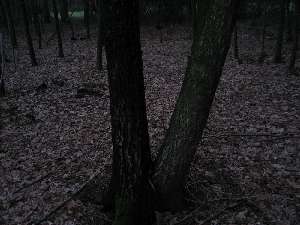 have a walk in the forest