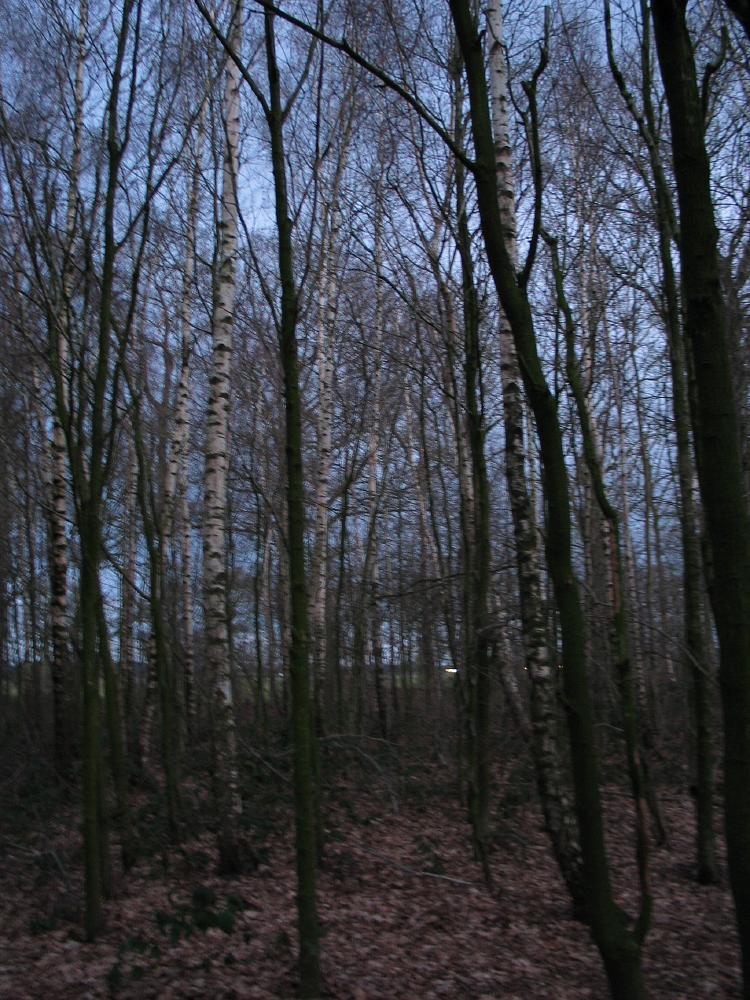 wandelen door het bos