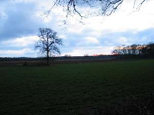 have a walk in the forest