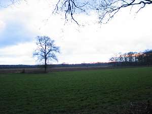 have a walk in the forest