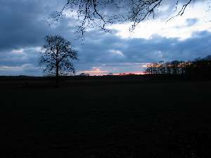 have a walk in the forest