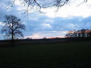 have a walk in the forest