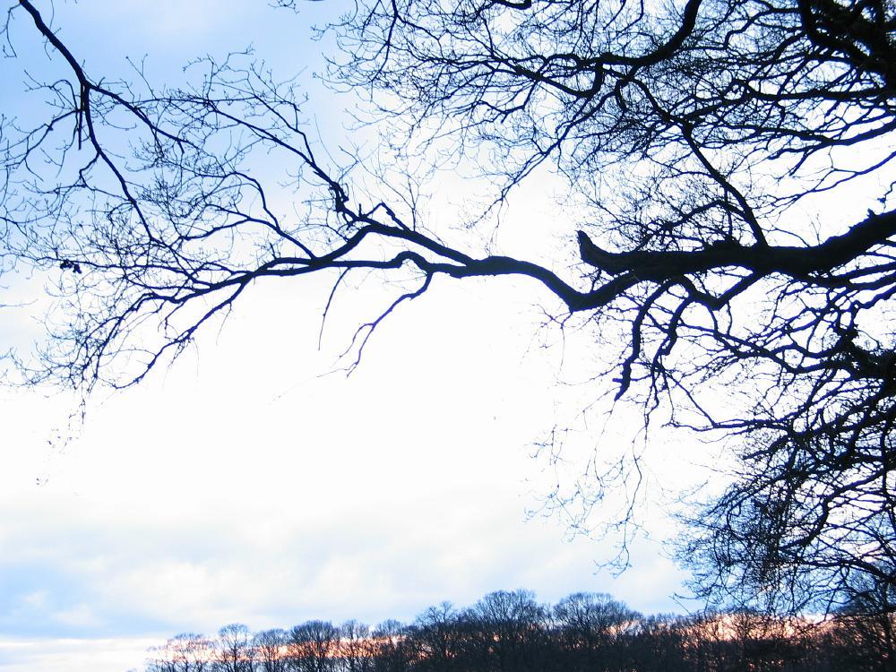 wandelen door het bos