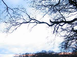 have a walk in the forest