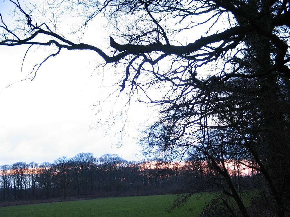 wandelen door het bos