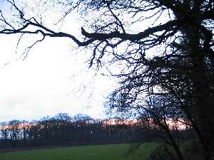 have a walk in the forest