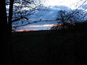 have a walk in the forest