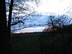 have a walk in the forest