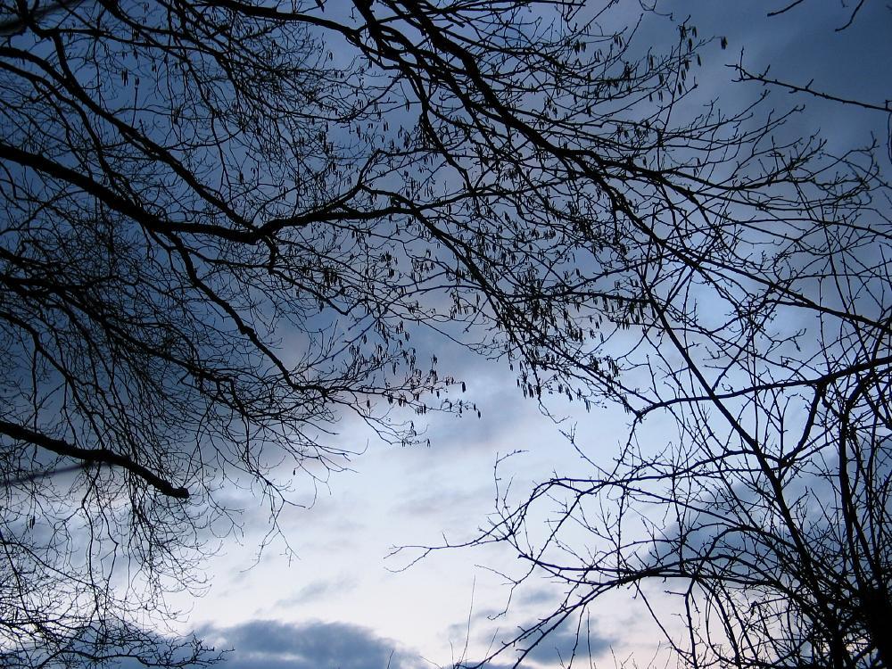 wandelen door het bos