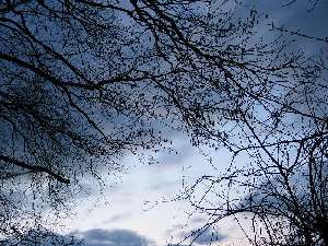 have a walk in the forest