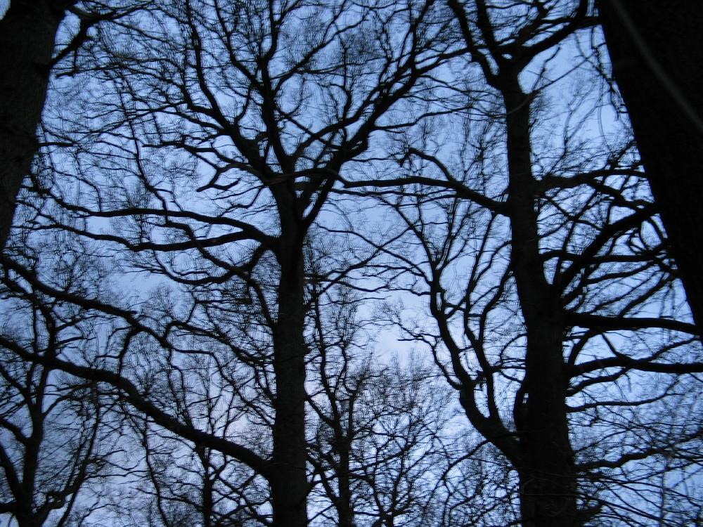 wandelen door het bos