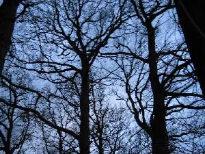 have a walk in the forest