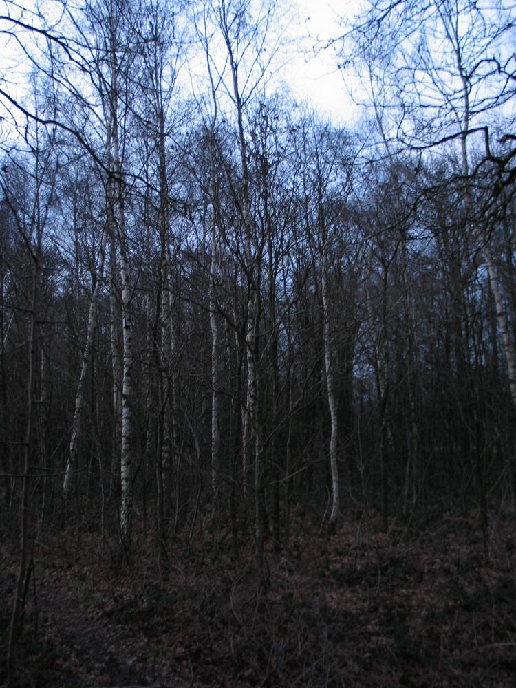 wandelen door het bos