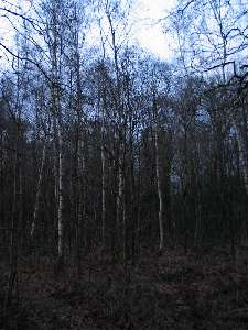 have a walk in the forest