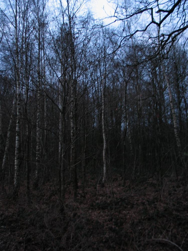 wandelen door het bos