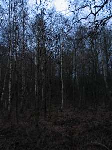 have a walk in the forest