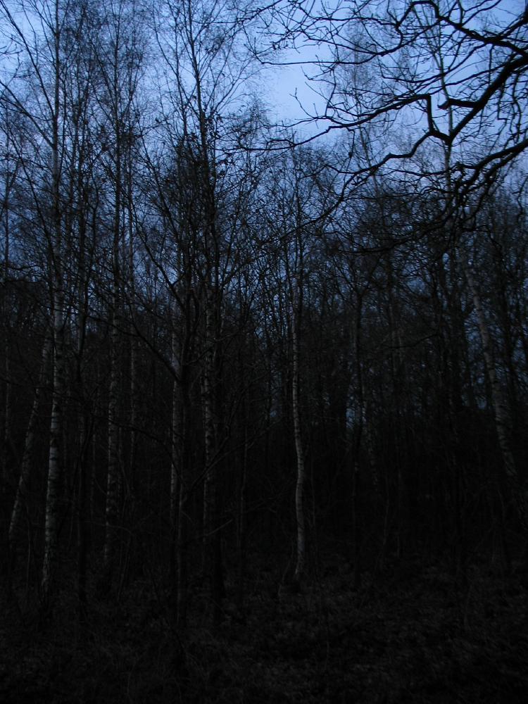 wandelen door het bos