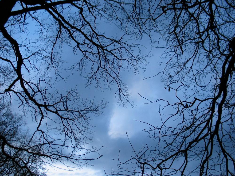wandelen door het bos