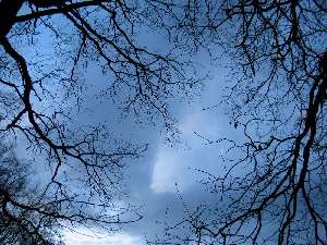 have a walk in the forest