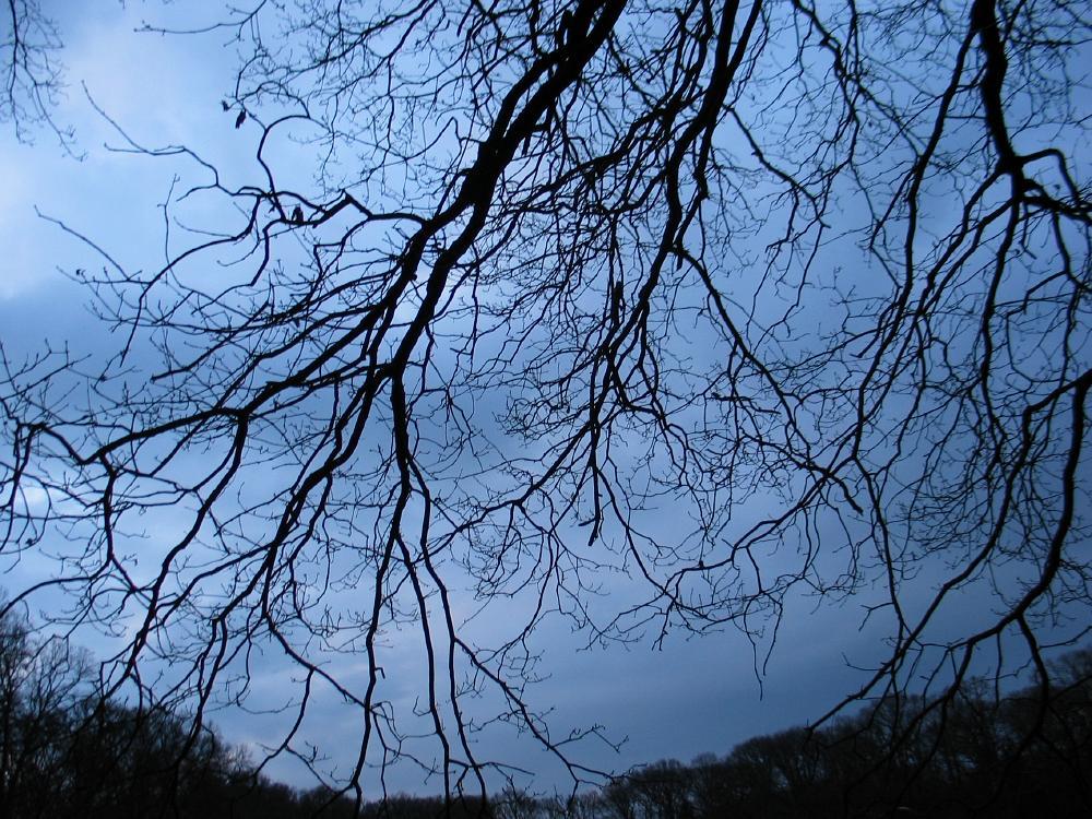 wandelen door het bos