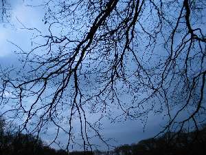 have a walk in the forest