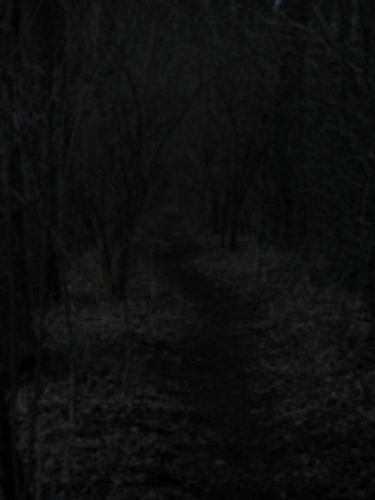 wandelen door het bos