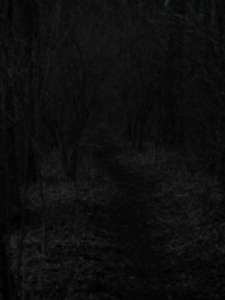 have a walk in the forest