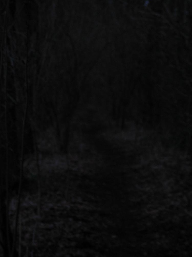 wandelen door het bos