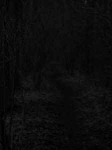 have a walk in the forest