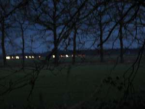 have a walk in the forest