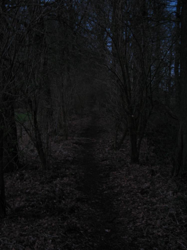 wandelen door het bos