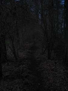 have a walk in the forest