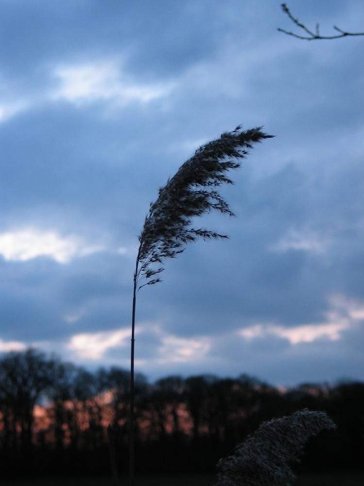 wandelen door het bos