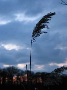 have a walk in the forest