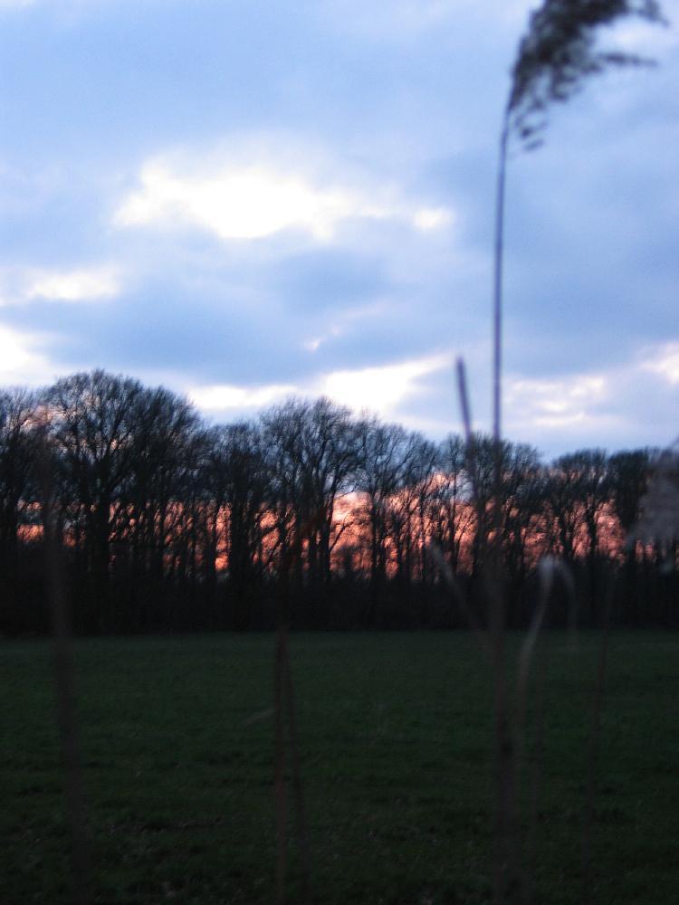 wandelen door het bos