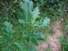 merlinmarlinarthurlegendsforestbroceliandeimg_2764_small.jpg