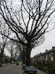 foto bomen: Amerikaanse_eik__Quercus_rubra__Red_oak