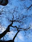 foto bomen: Amerikaanse_eik__Quercus_rubra__Red_oak