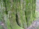 foto bomen: Beuk__Fagus_sylvatica__European_beech
