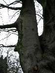 foto bomen: Beuk__Fagus_sylvatica__European_beech