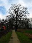 foto bomen: Beuk__Fagus_sylvatica__European_beech