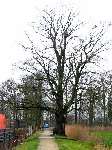 foto bomen: Beuk__Fagus_sylvatica__European_beech